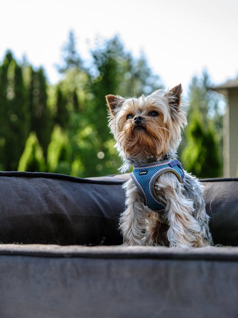 Yorkshire_Terrier Image 5