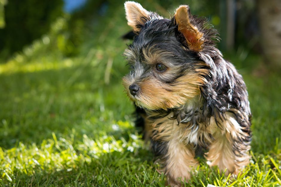 Yorkshire_Terrier Image 7