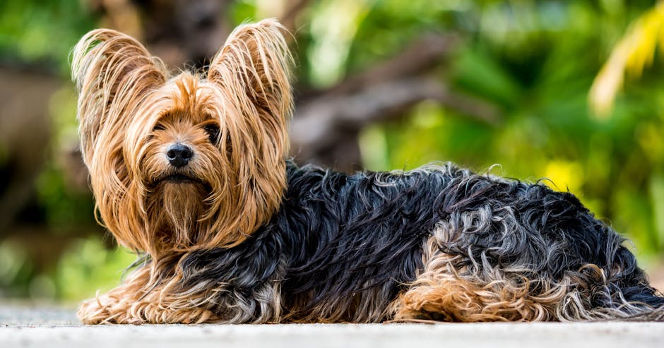 Yorkshire_Terrier Image 3