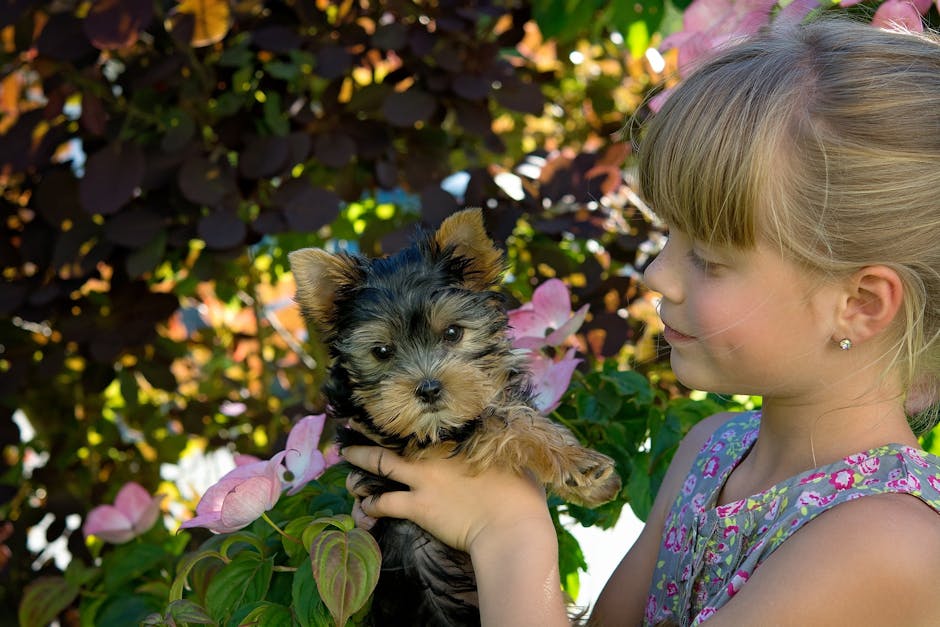 Yorkshire_Terrier Image 6