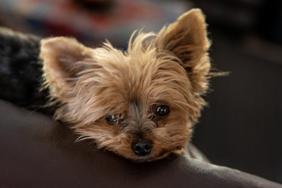 Yorkshire_Terrier Image 4