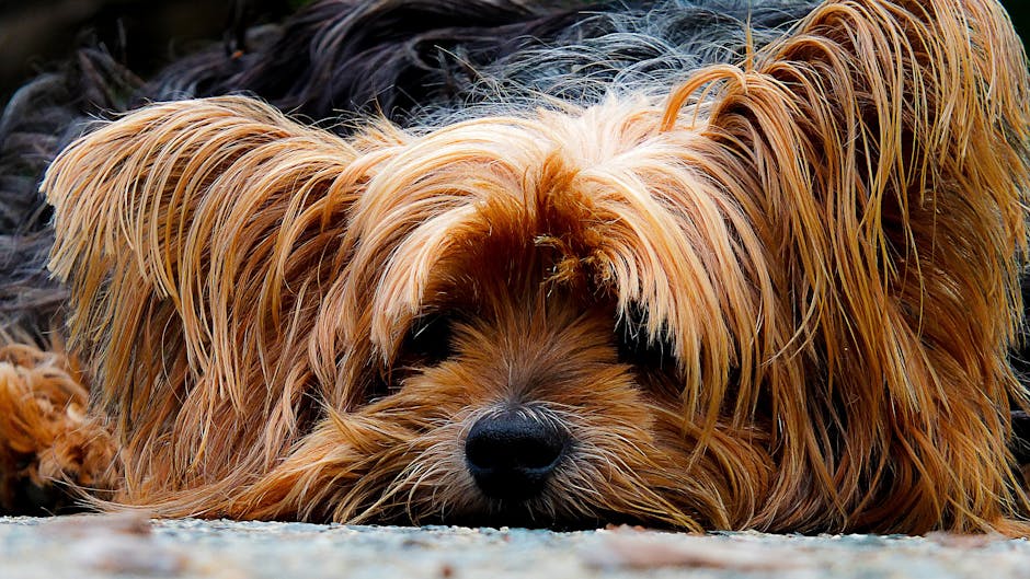 Yorkshire_Terrier Image 10