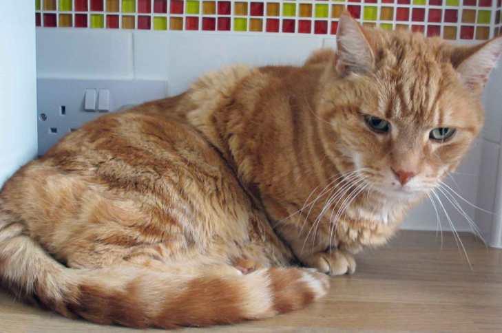 Caring for your older Cat