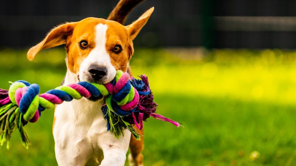 Benefits of Regular Exercise for Your Pets