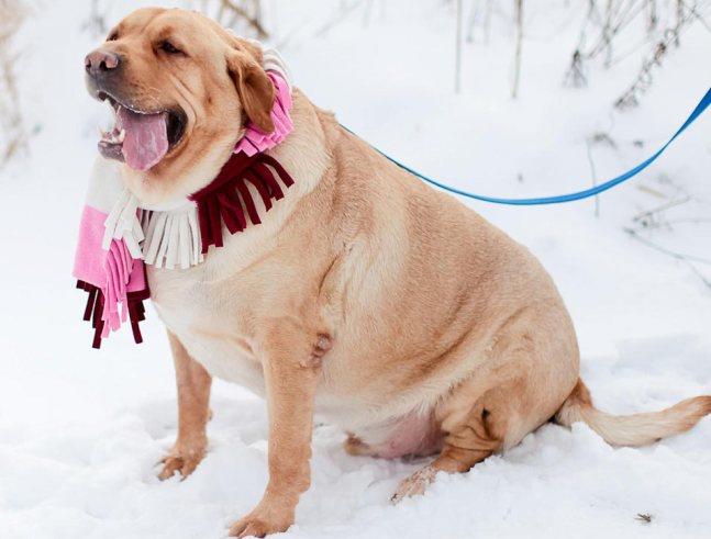 Does Your Dog or Cat  Need A Diet?