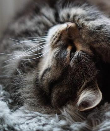 A Cat’s use of Touch – Nose Paws Whiskers