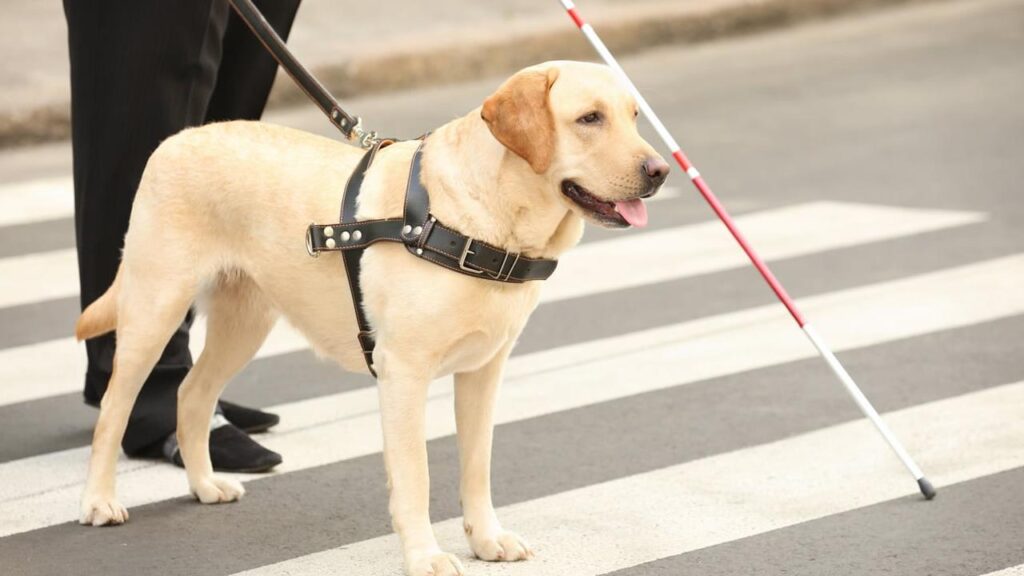 Am I allowed to pat a Service Animal?